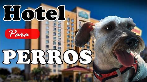 quehoteles|hoteles que aceptan mascotas.